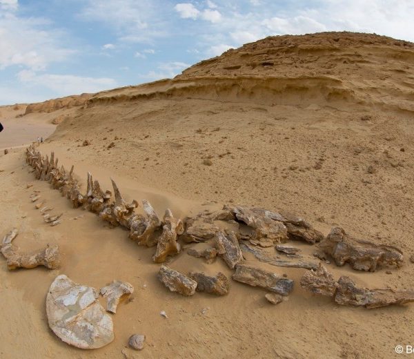 Fayoum Valley of the Whales & Wadi El Rayan Waterfalls