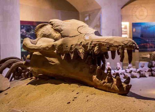 Ancient whale skull displayed at Valley of the Whales open-air museum